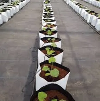 grow bags.webp