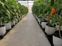 grow bags 2.webp