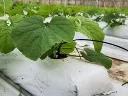 grow slab.webp