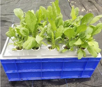 DWC Tray